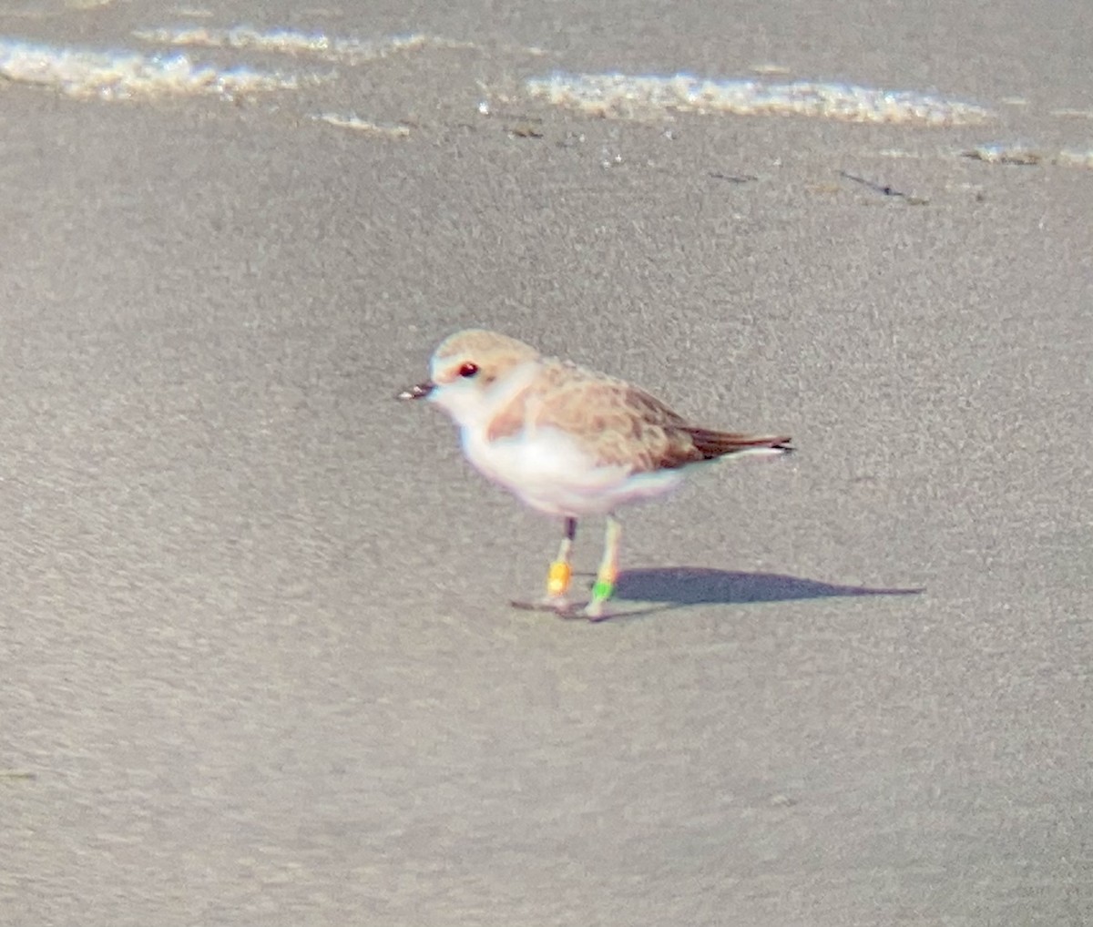 Snowy Plover - ML485894021