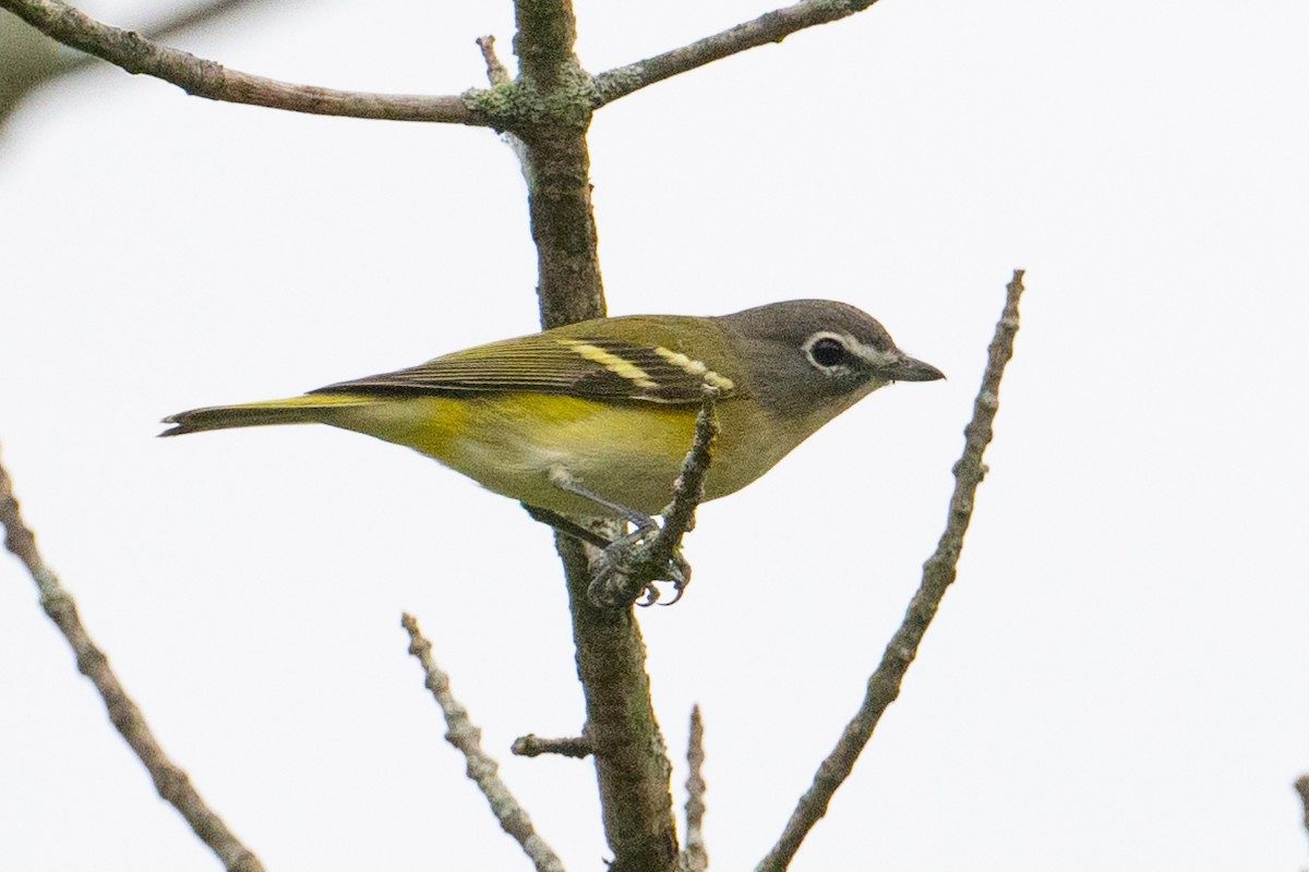 Blue-headed Vireo - ML485895191