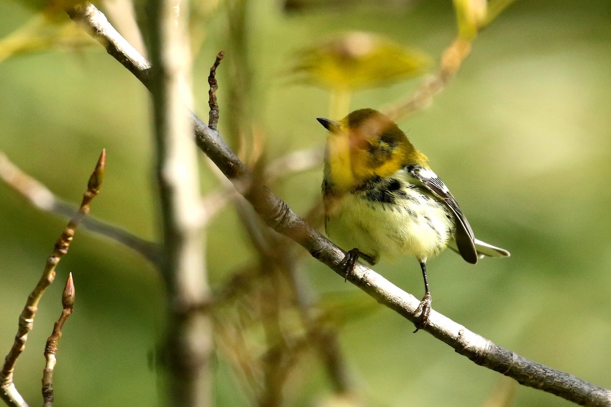 Black-throated Green Warbler - Maurice Raymond