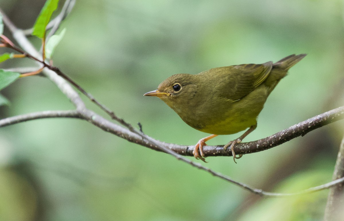 Connecticut Warbler - ML485895781