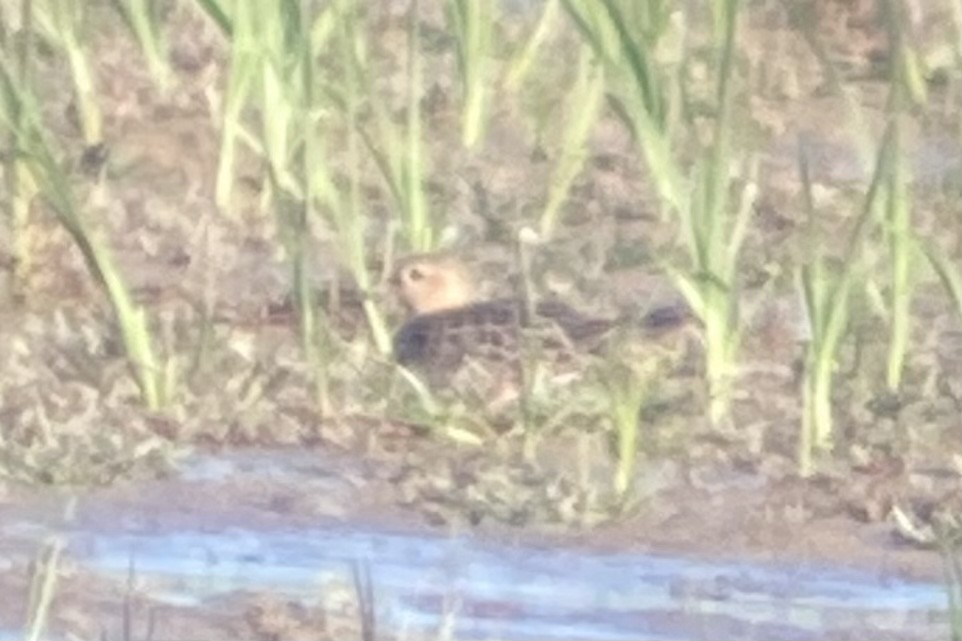 Buff-breasted Sandpiper - ML485896481