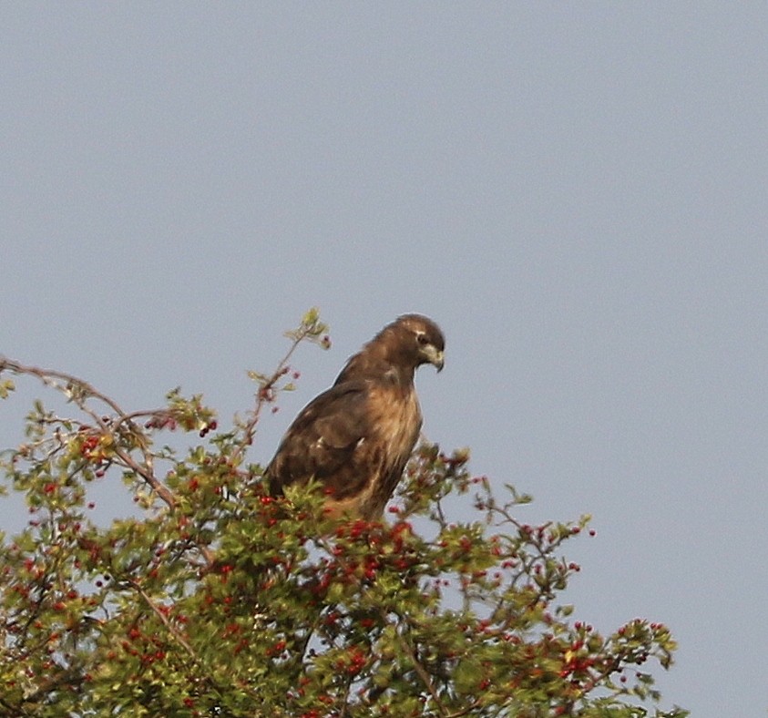 Red-tailed Hawk - ML485896501