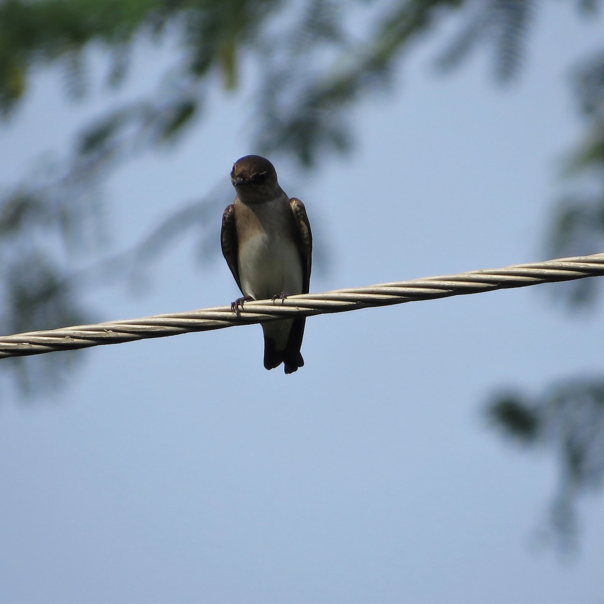 Gray-throated Martin - ML485898221