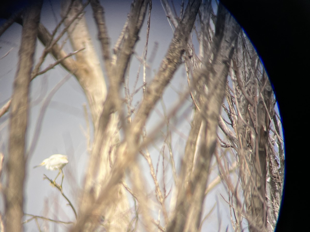 Snowy Egret - ML485898491