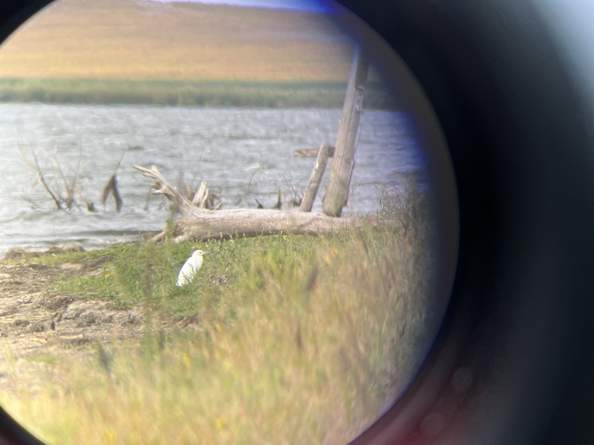 Snowy Egret - ML485898501