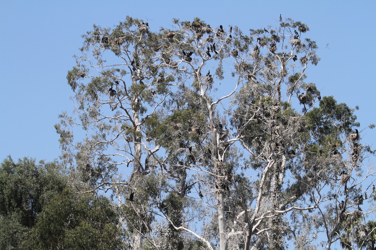 Double-crested Cormorant - ML485899041