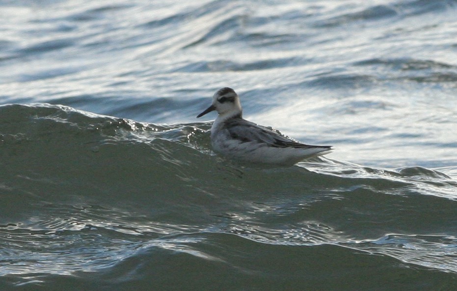 polarsvømmesnipe - ML485899461