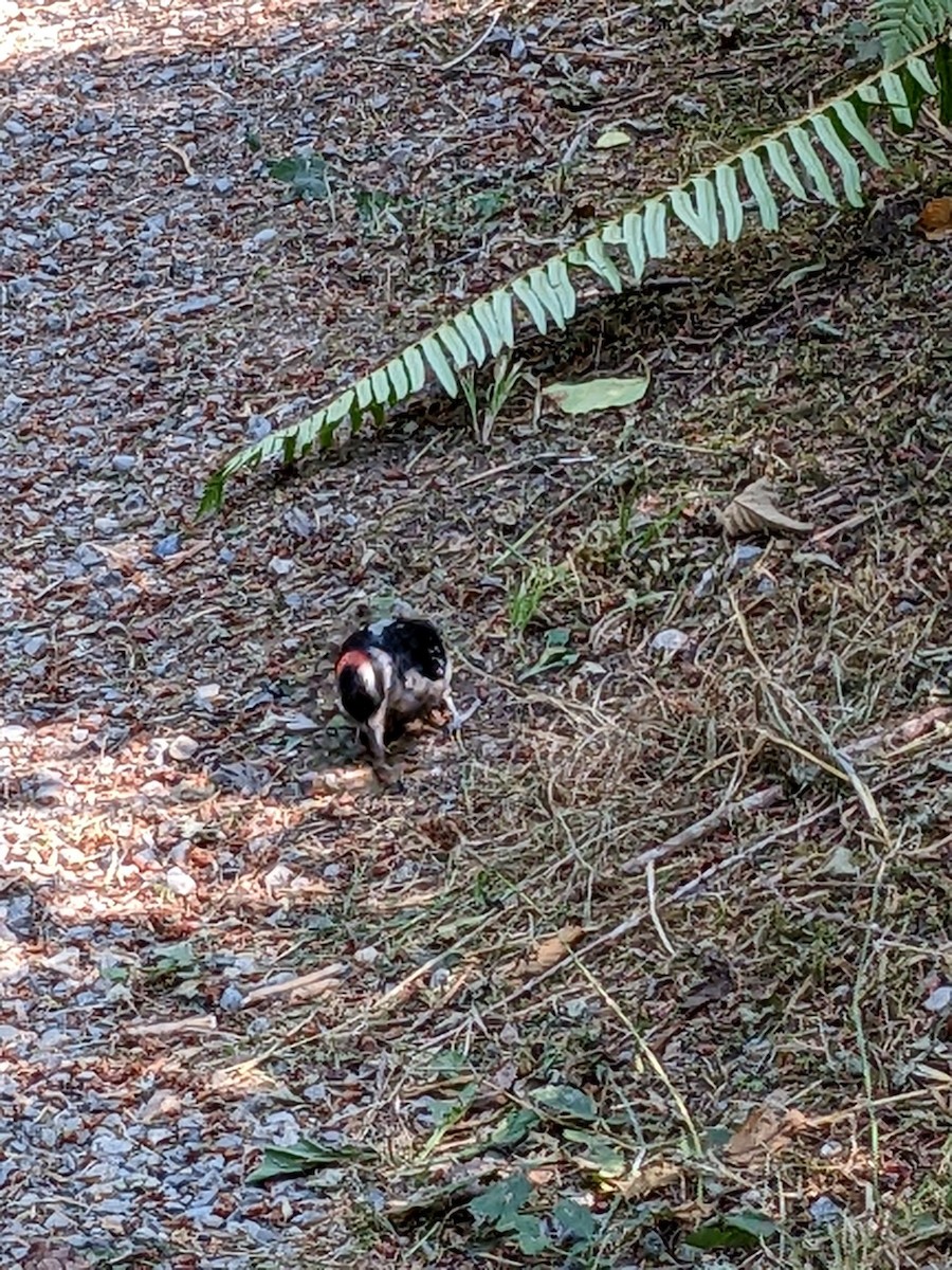 Hairy Woodpecker - ML485900431