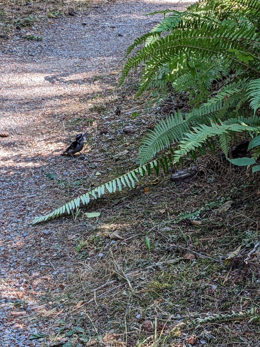 Hairy Woodpecker - ML485900441