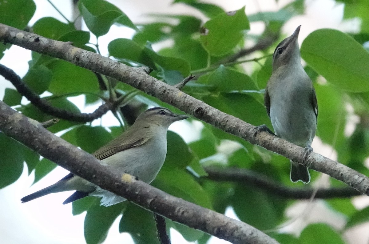 Red-eyed Vireo - ML485902761