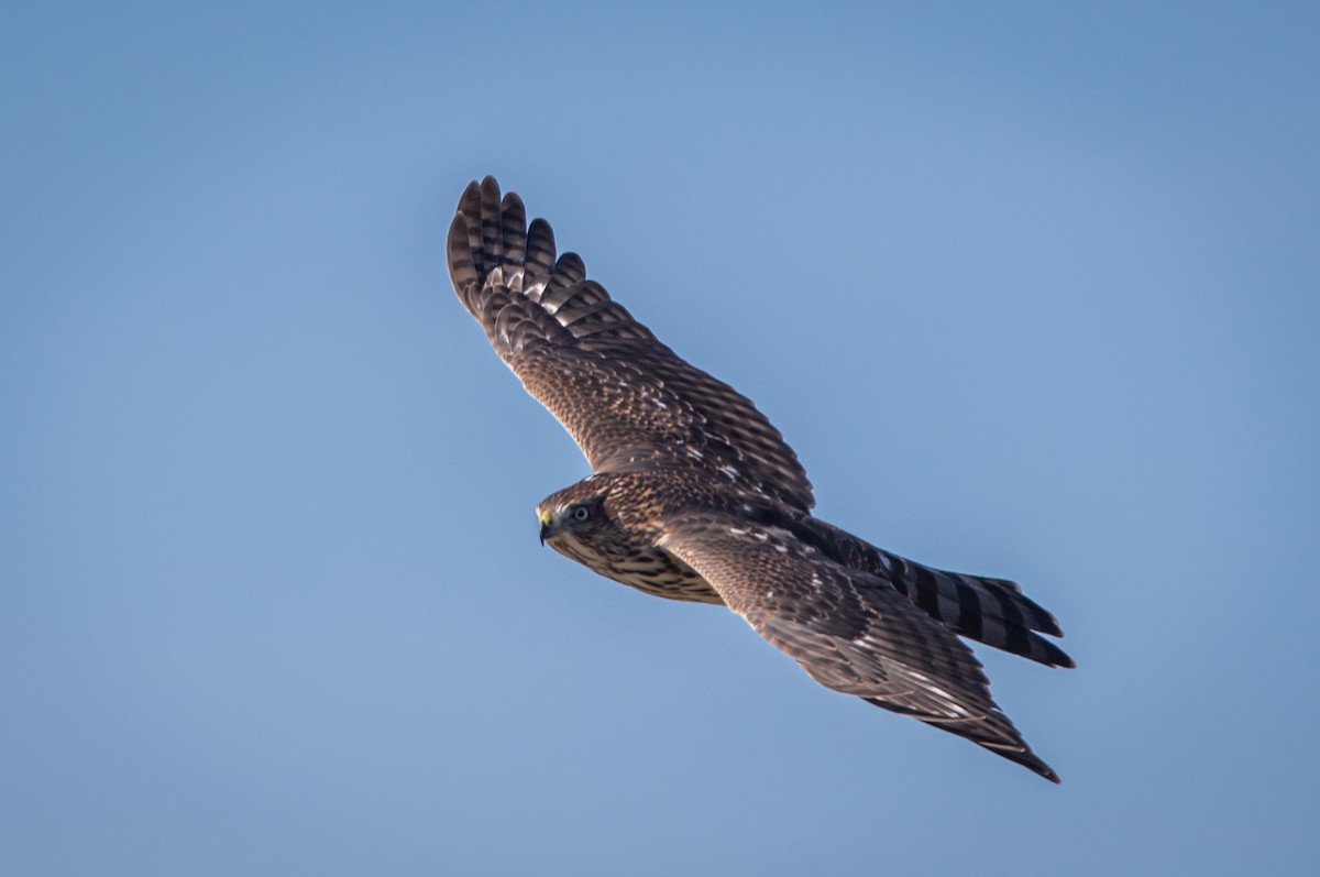 Cooper's Hawk - ML485903941