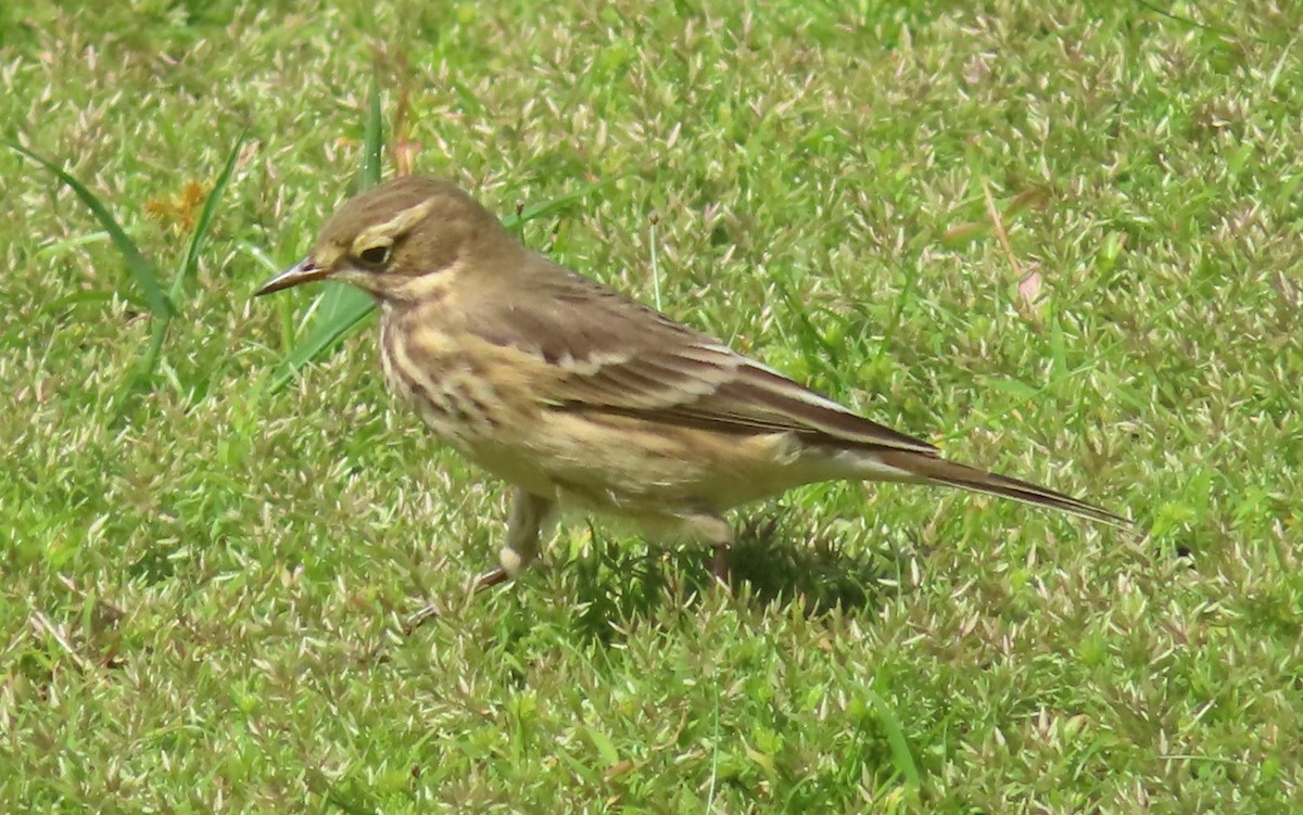 American Pipit - ML485904531