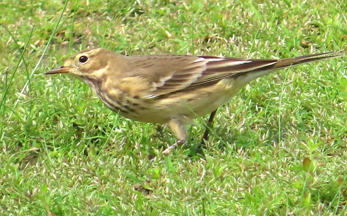 American Pipit - ML485904571