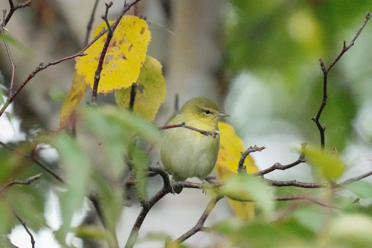 Tennessee Warbler - ML485904961