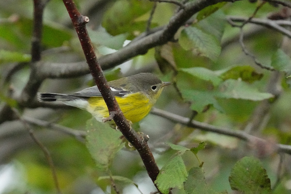 Magnolia Warbler - ML485905301