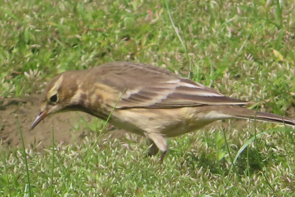 American Pipit - ML485905751