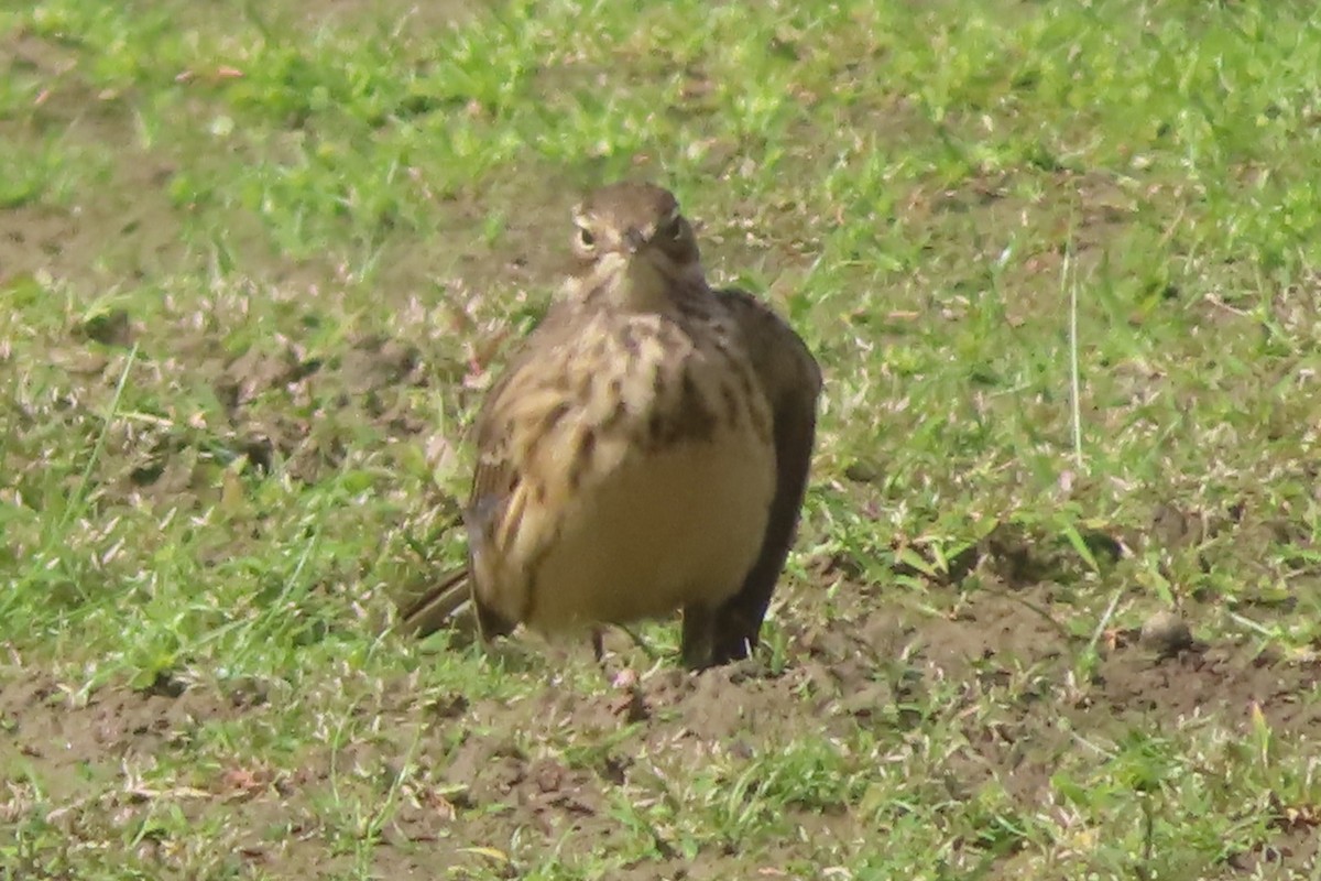 Pipit d'Amérique - ML485905771