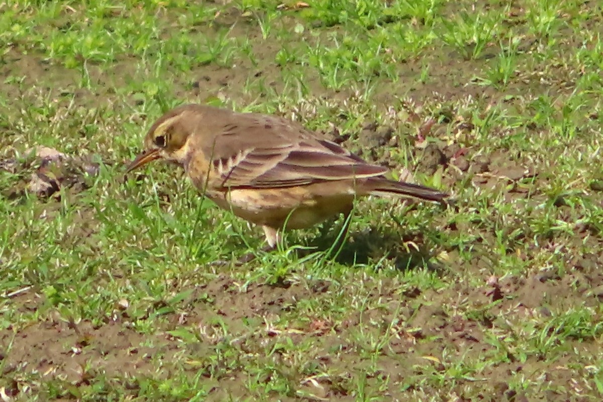 American Pipit - ML485905781