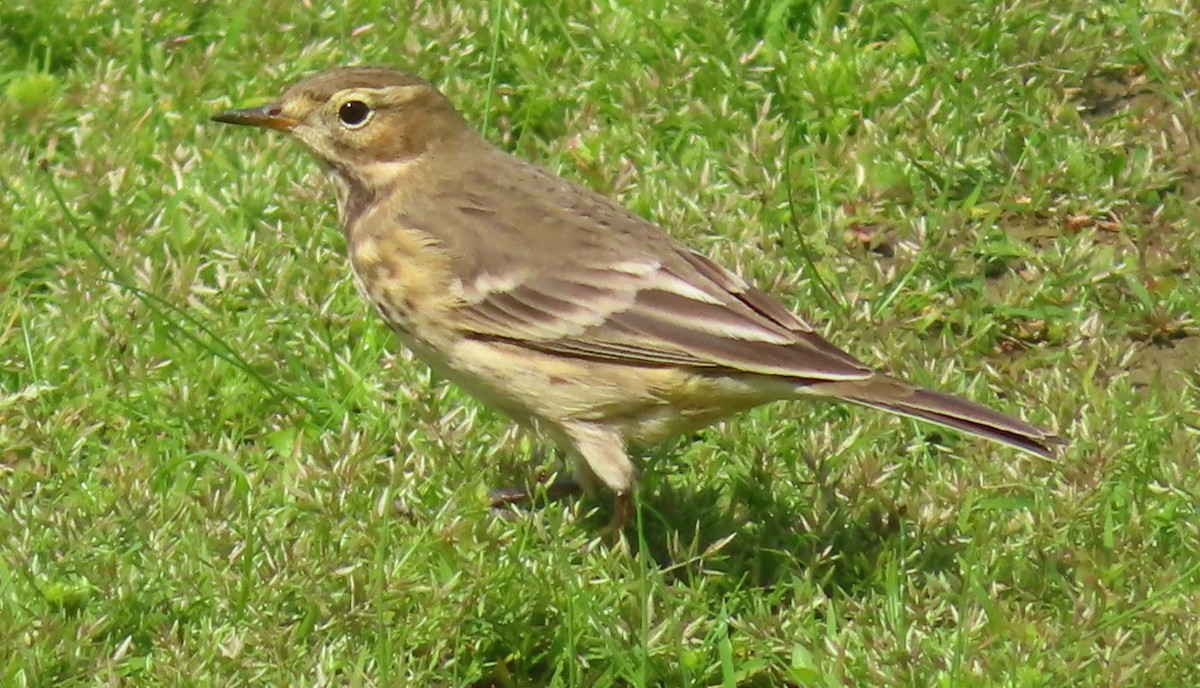 American Pipit - ML485905791