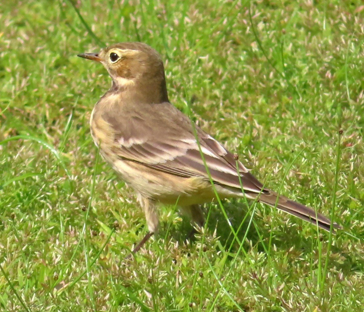 American Pipit - ML485905801