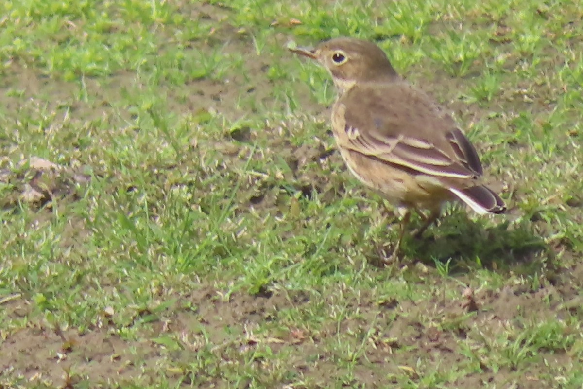 American Pipit - ML485905811