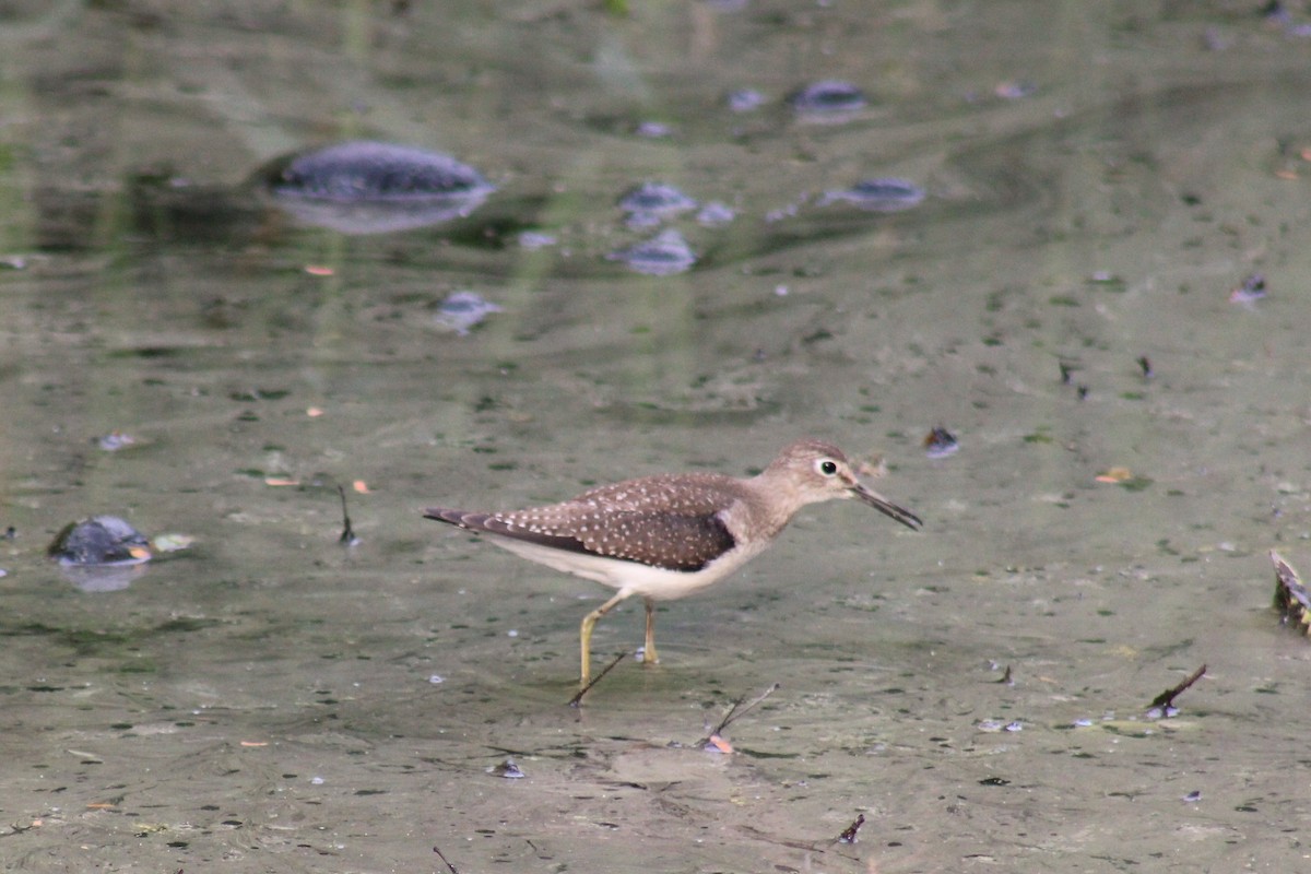 Solitary Sandpiper - ML485906171