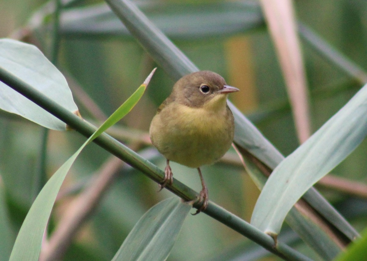 Common Yellowthroat - ML485906251