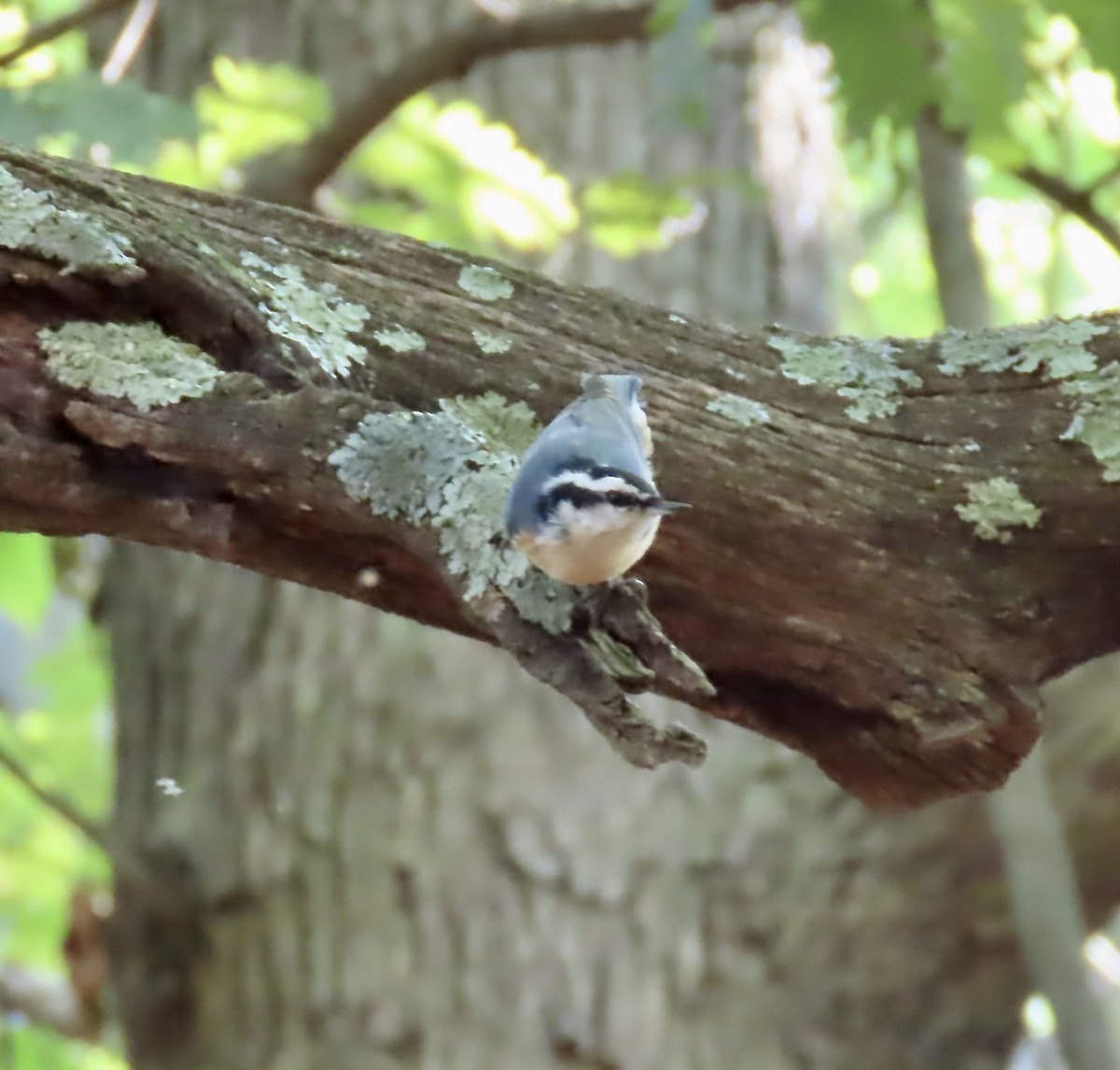 Red-breasted Nuthatch - ML485908781