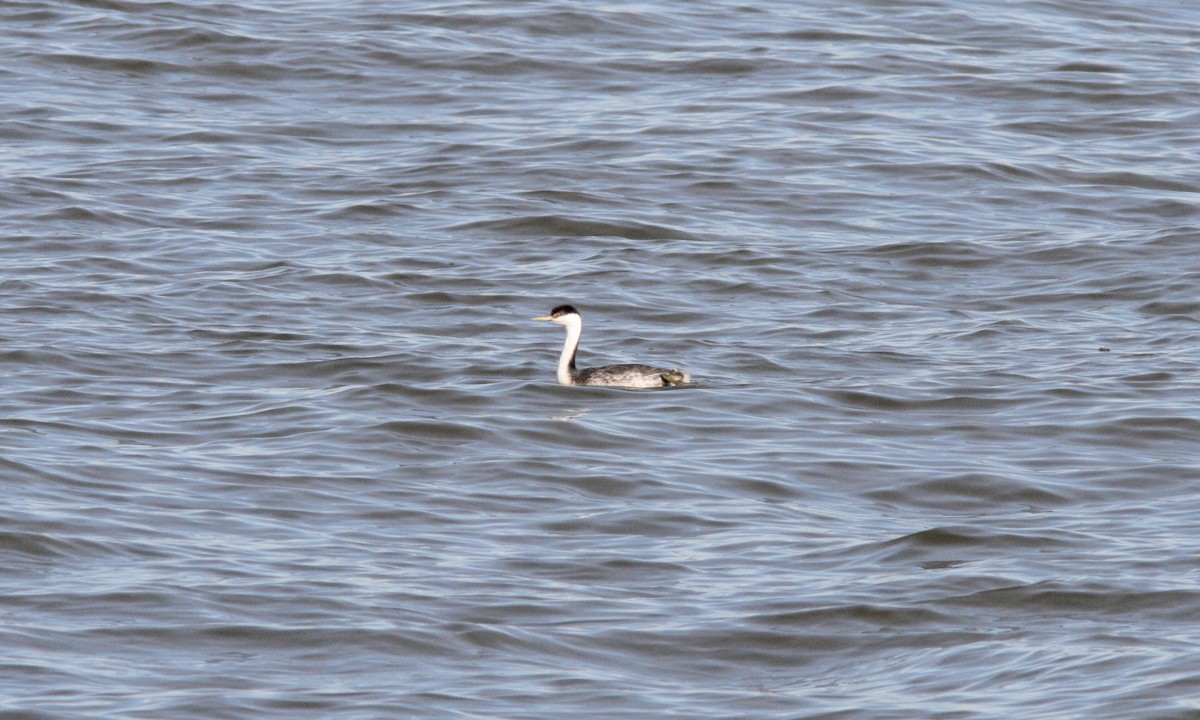 Western Grebe - ML485909201