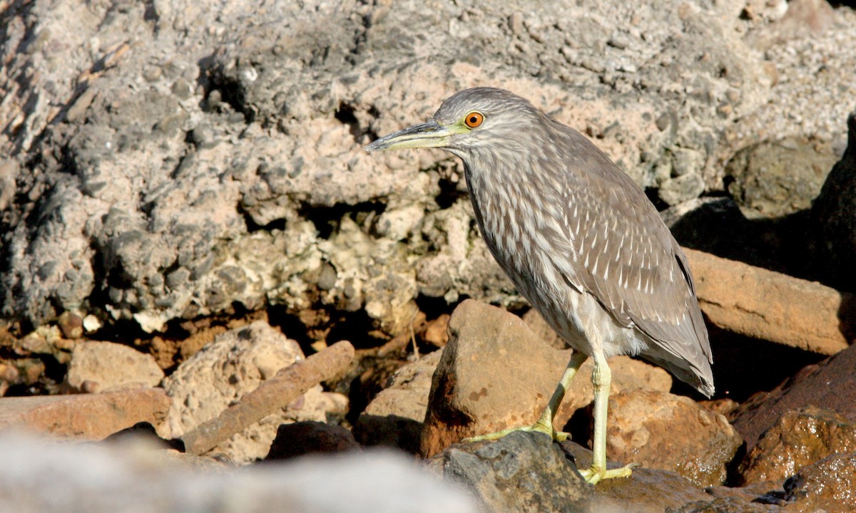 Black-crowned Night Heron - ML485909241