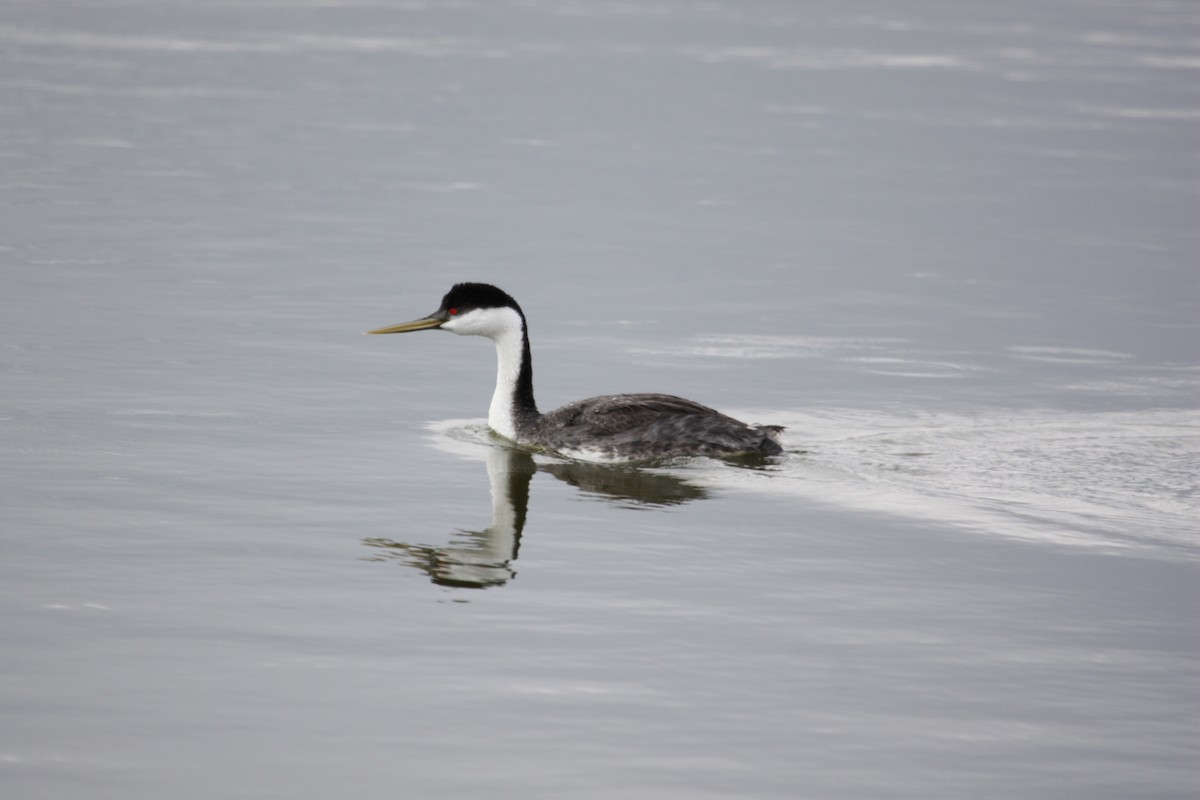 Western Grebe - ML485909811