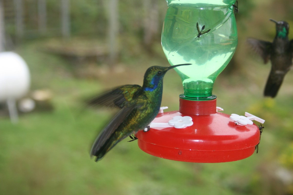 kolibřík modrouchý - ML485909831