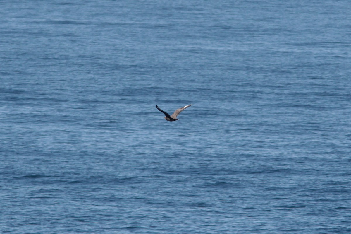 Great Skua - ML485910461