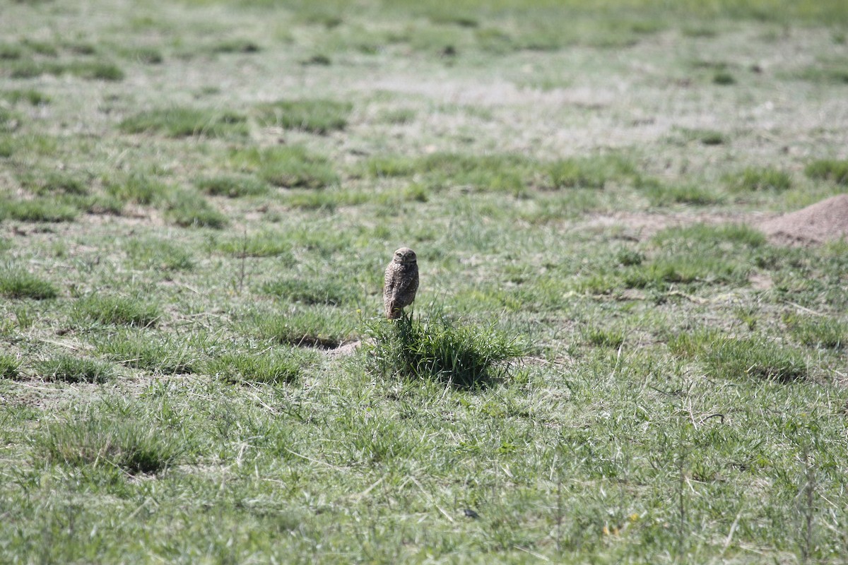 Burrowing Owl - ML485911641