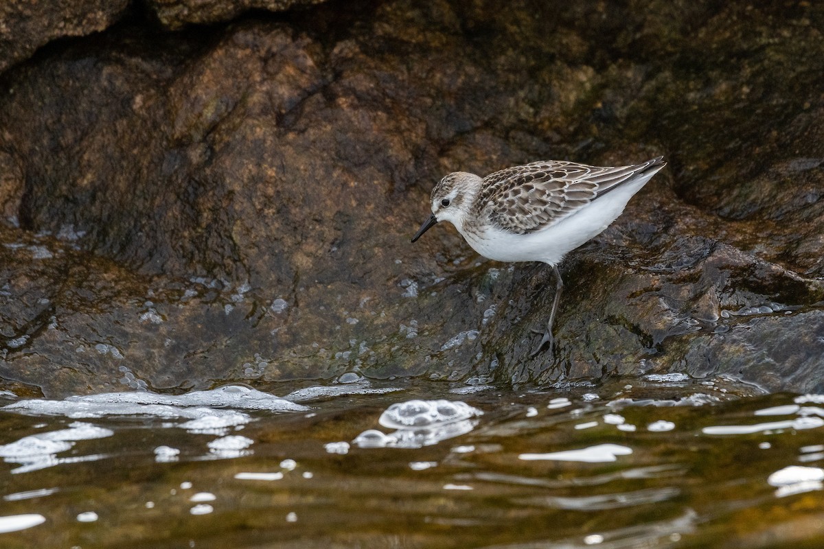 sandsnipe - ML485912071