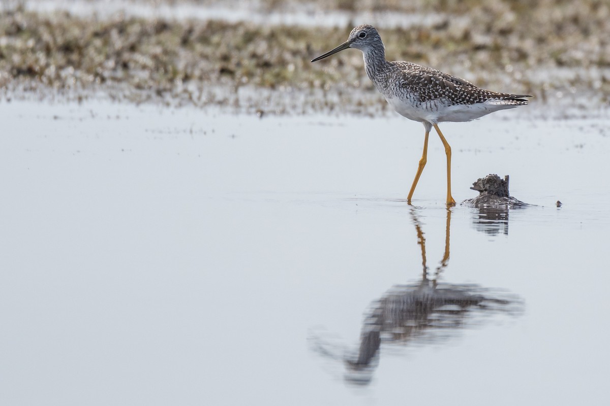 Greater Yellowlegs - ML485912651