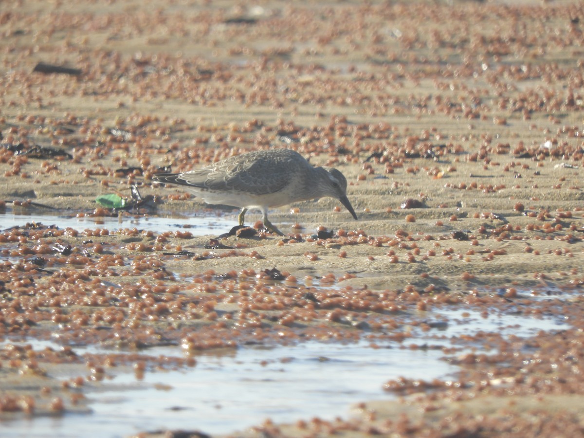 Red Knot - ML485912841