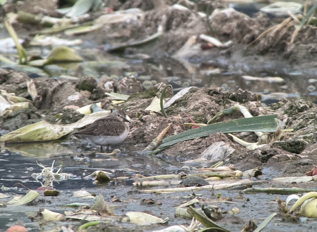 Temminck's Stint - ML485912901