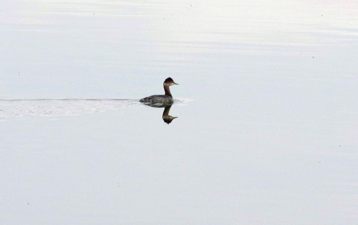 Eared Grebe - ML485914111