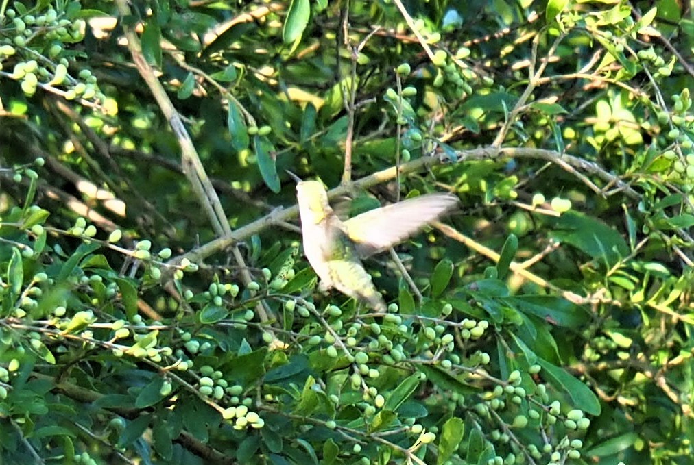 Ruby-throated Hummingbird - ML485915041