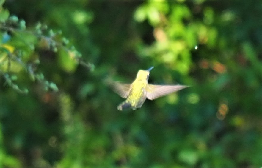 Ruby-throated Hummingbird - ML485915051