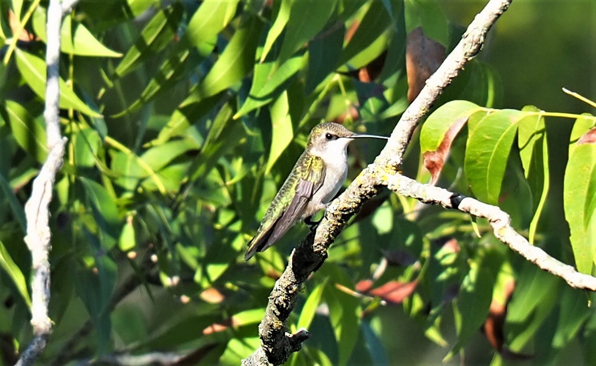 Ruby-throated Hummingbird - ML485915061