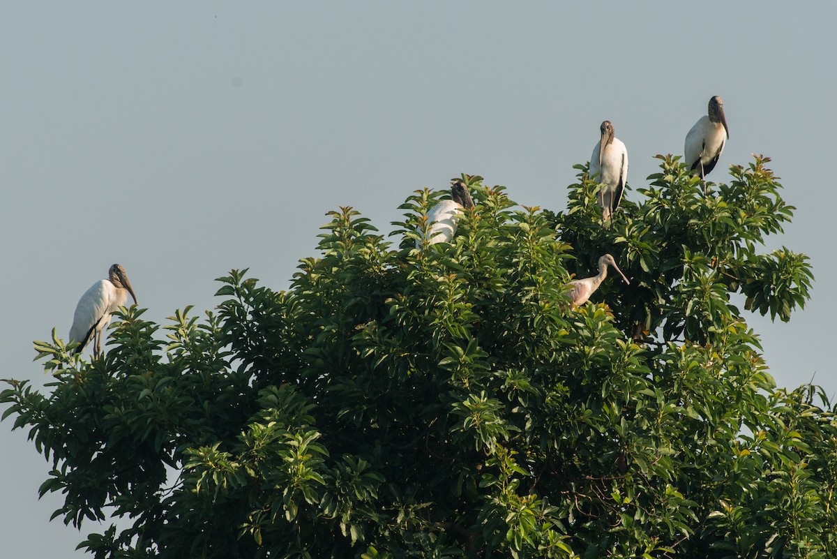 Wood Stork - Flavio Moraes