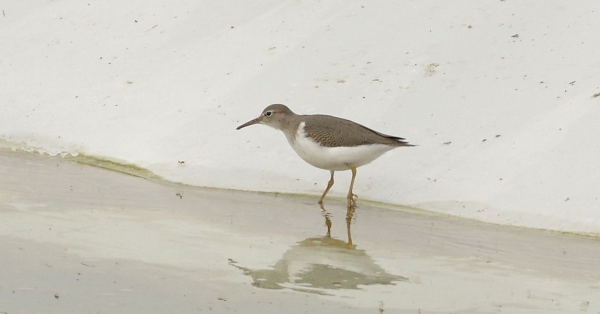 Spotted Sandpiper - ML485915241