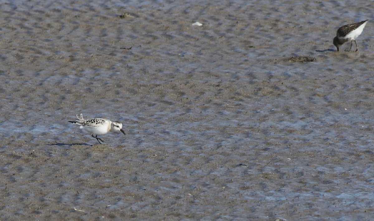 Bécasseau sanderling - ML485916191