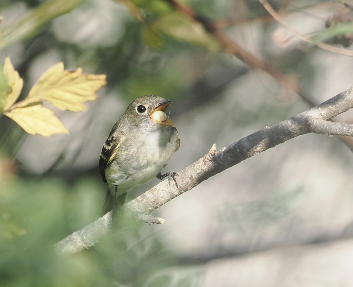 Least Flycatcher - ML485916651