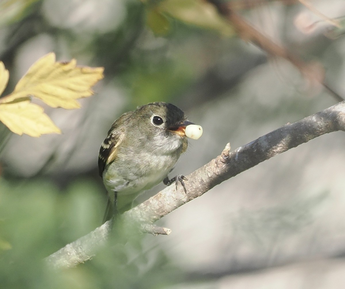 Least Flycatcher - ML485916661