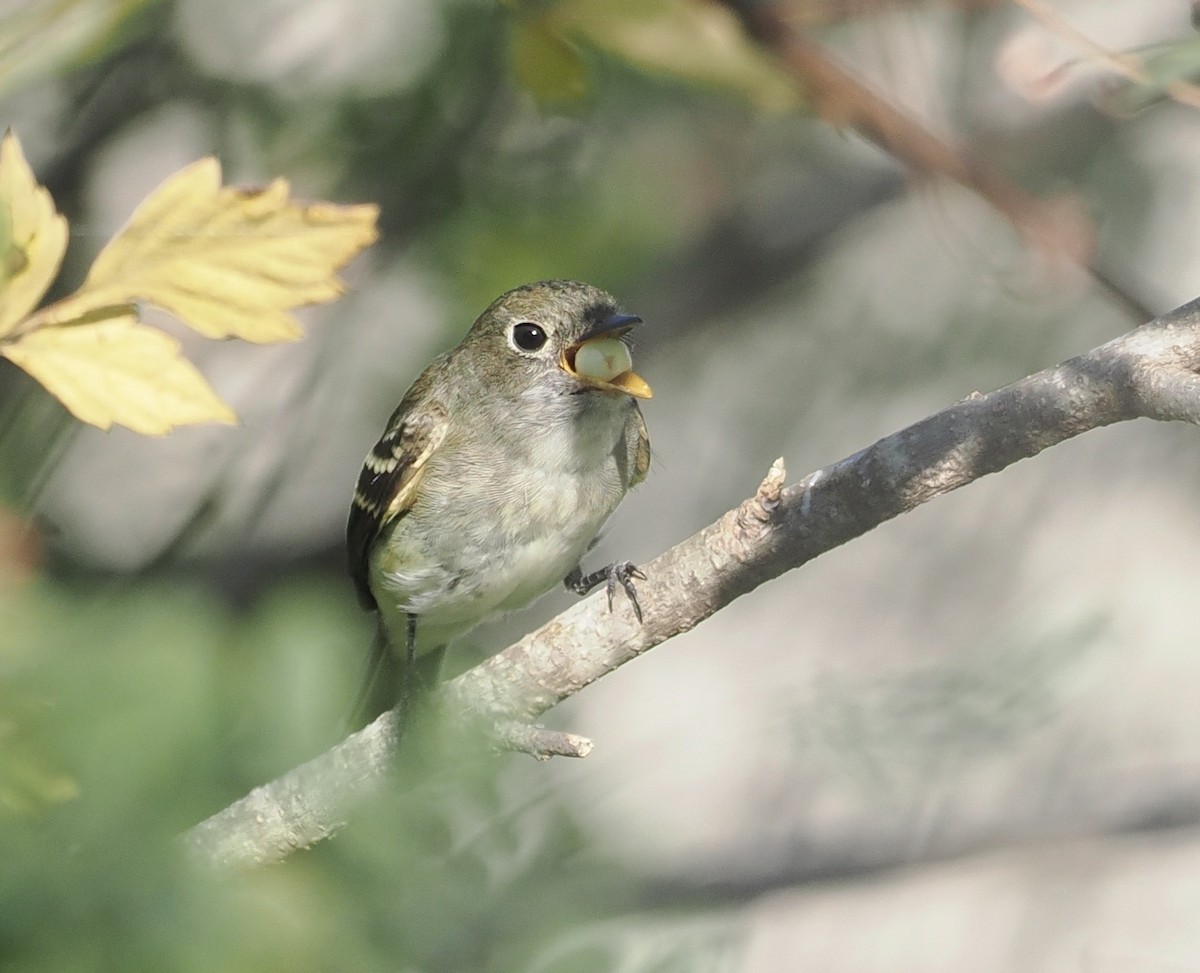 Least Flycatcher - ML485916981