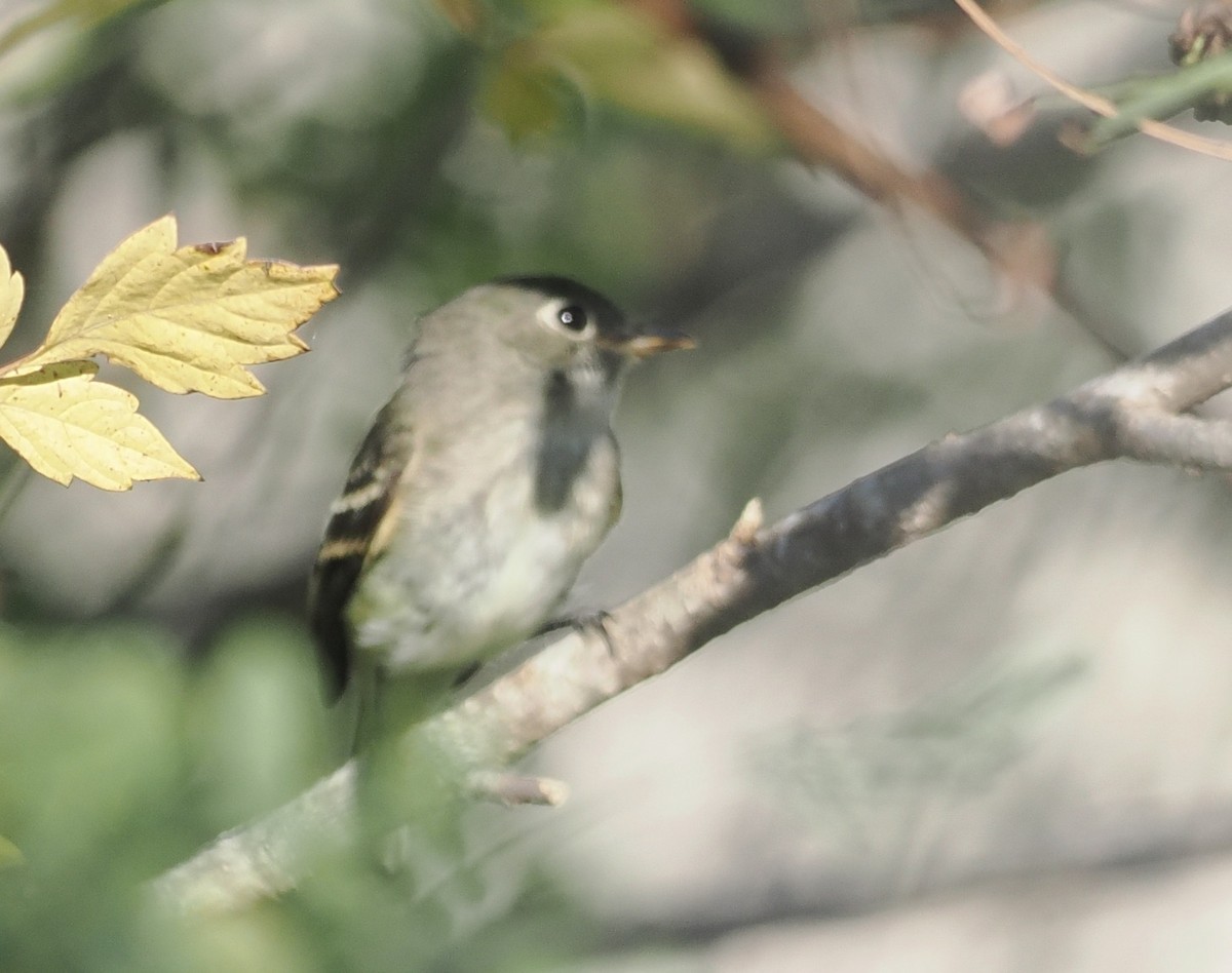 Least Flycatcher - ML485917021