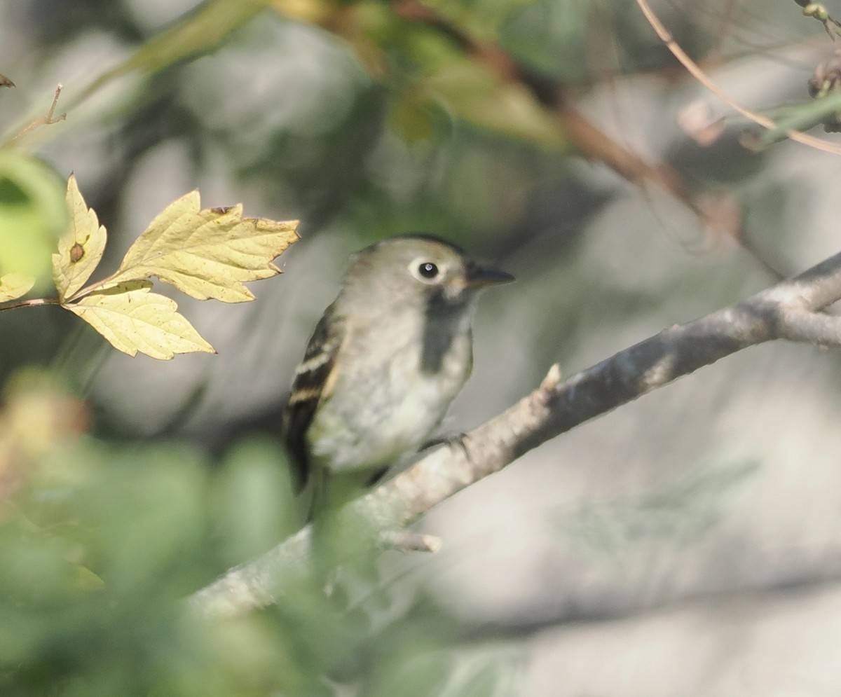 Least Flycatcher - ML485917051